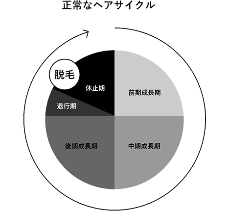 健康なヘアサイクルの図