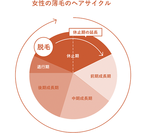 乱れたヘアサイクルの図