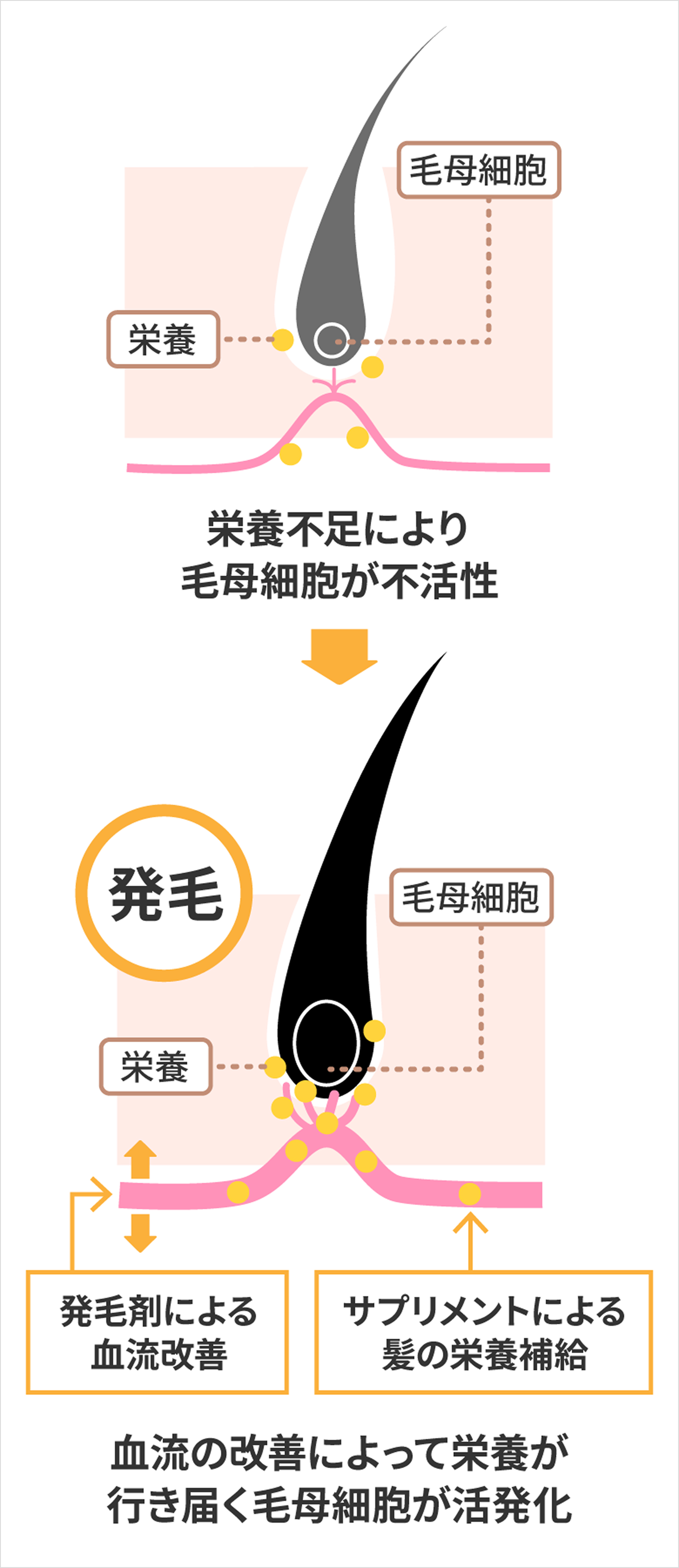 栄養不足により毛母細胞が不活性 → 血流の改善によって栄養が行き届く 毛母細胞が活性化