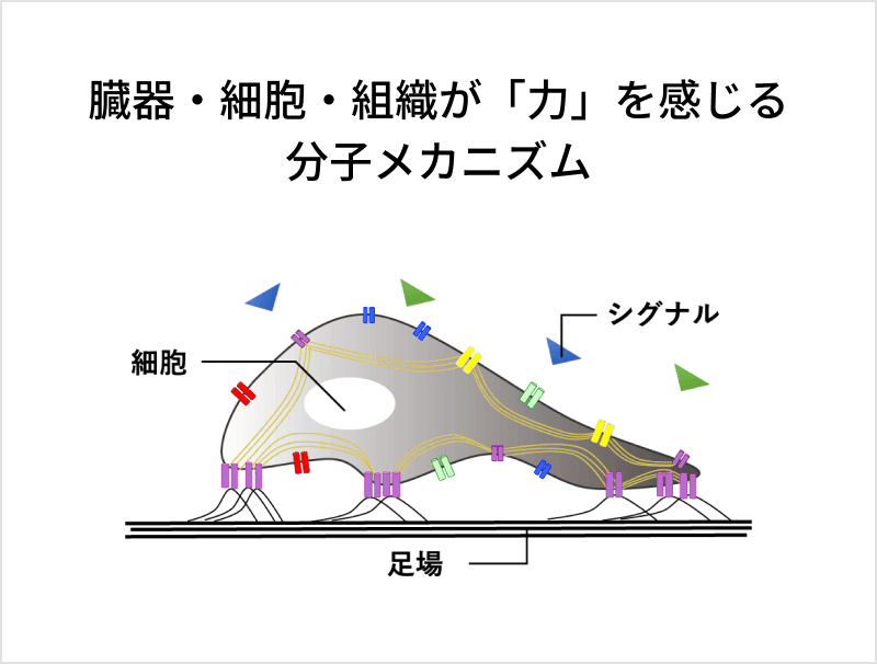 臓器・細胞・組織が「力」を感じる分子メカニズムの図