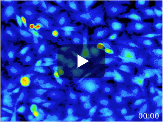 K+チャネル開口の反応（ミノキシジルのみ） 動画サムネイル
