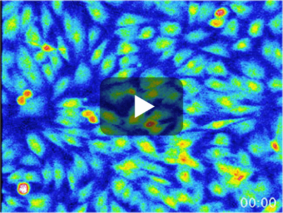 K+チャネル開口の反応（ミノキ＋非接触振動圧） 動画サムネイル