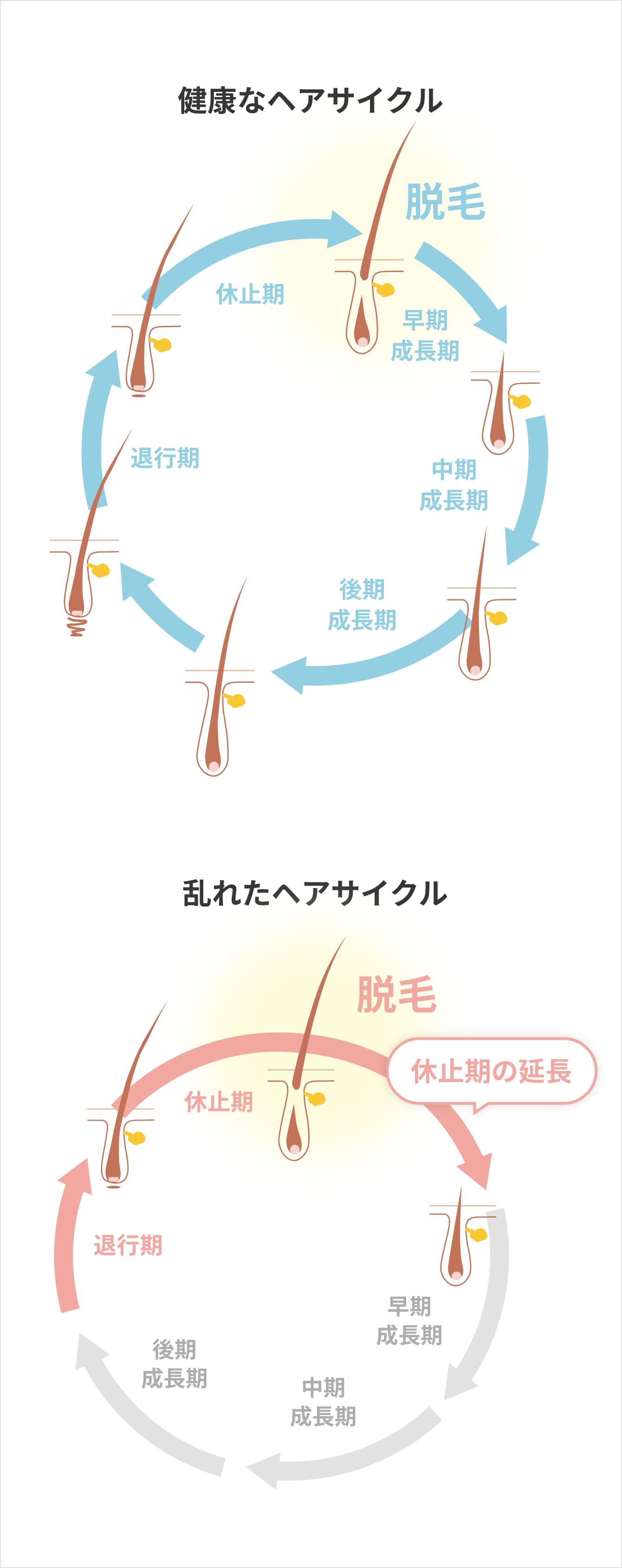 健康なヘアサイクル