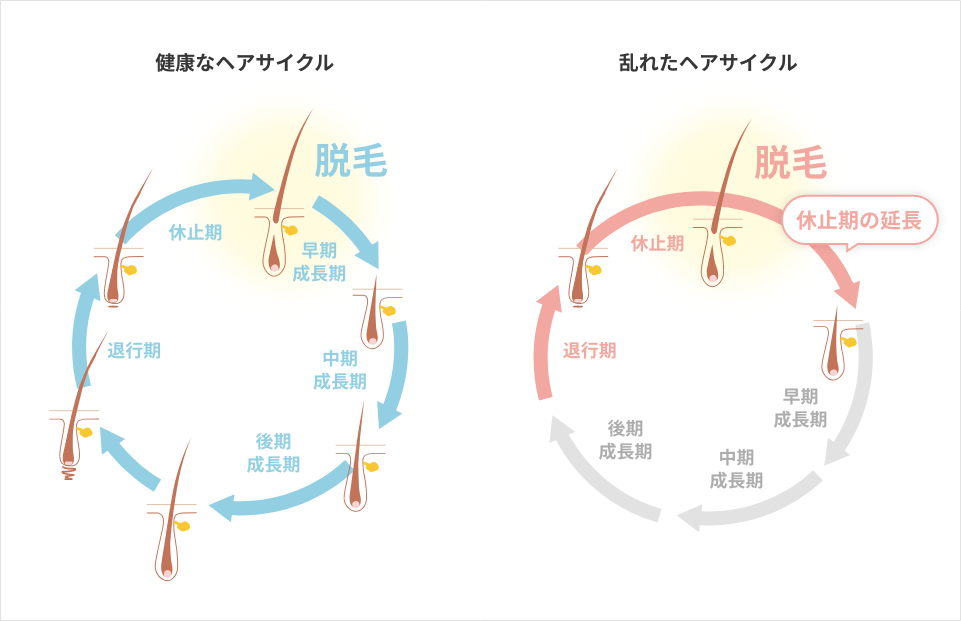 健康なヘアサイクル